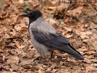 Bonte kraai [Corvus splendens]